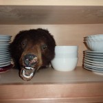 A Bear In The Cupboard